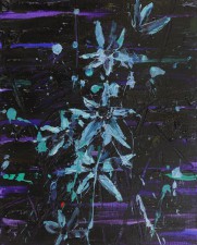 Endangered flower (Ixia Viridiflora)